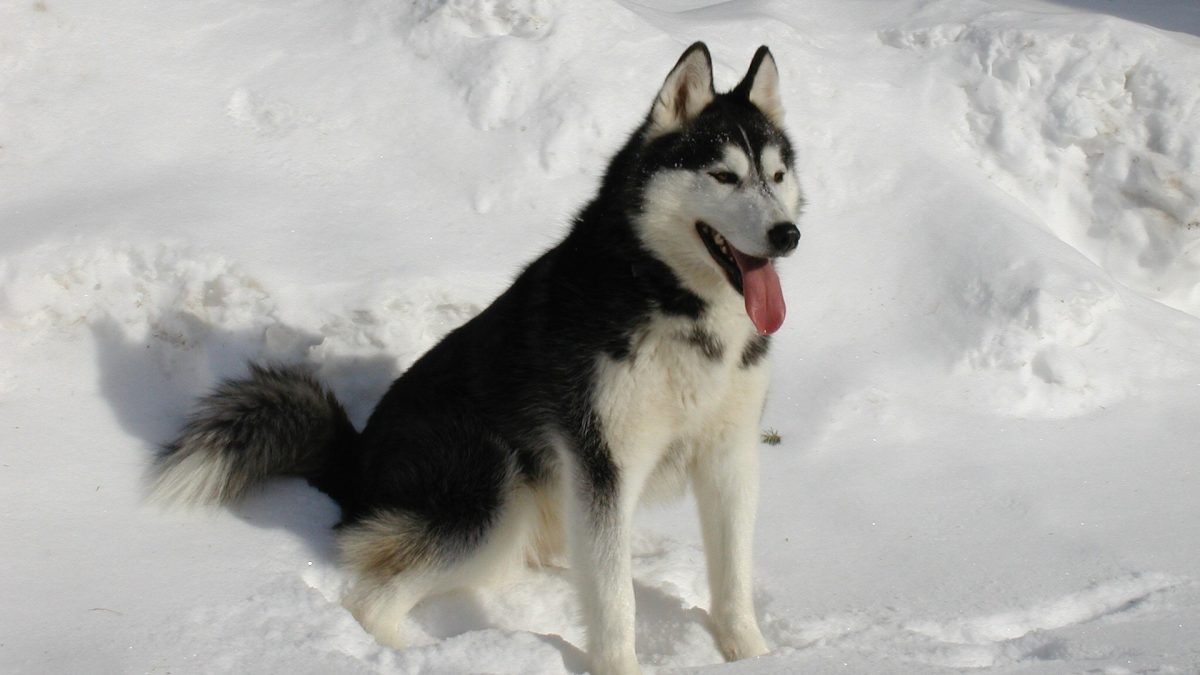 Siberian Husky