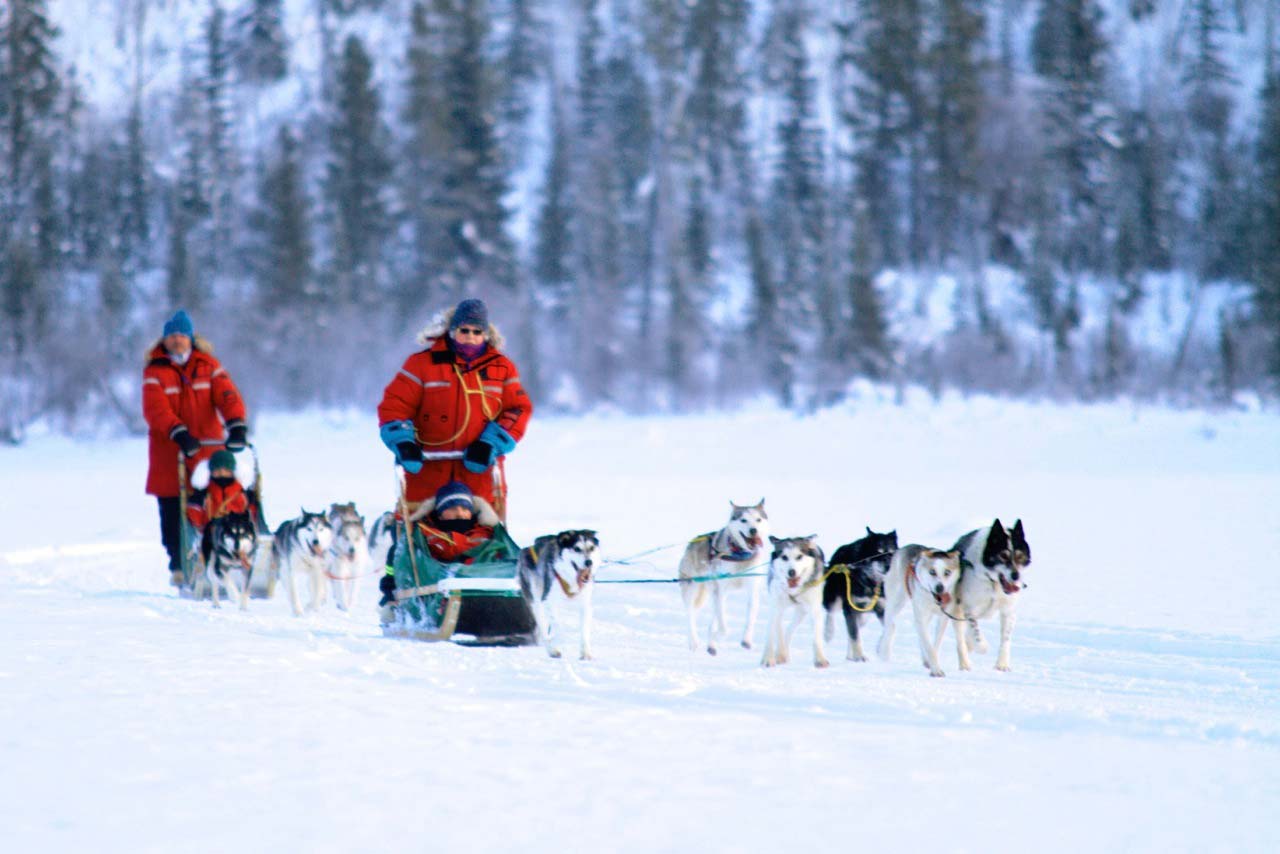 Dog Sledding