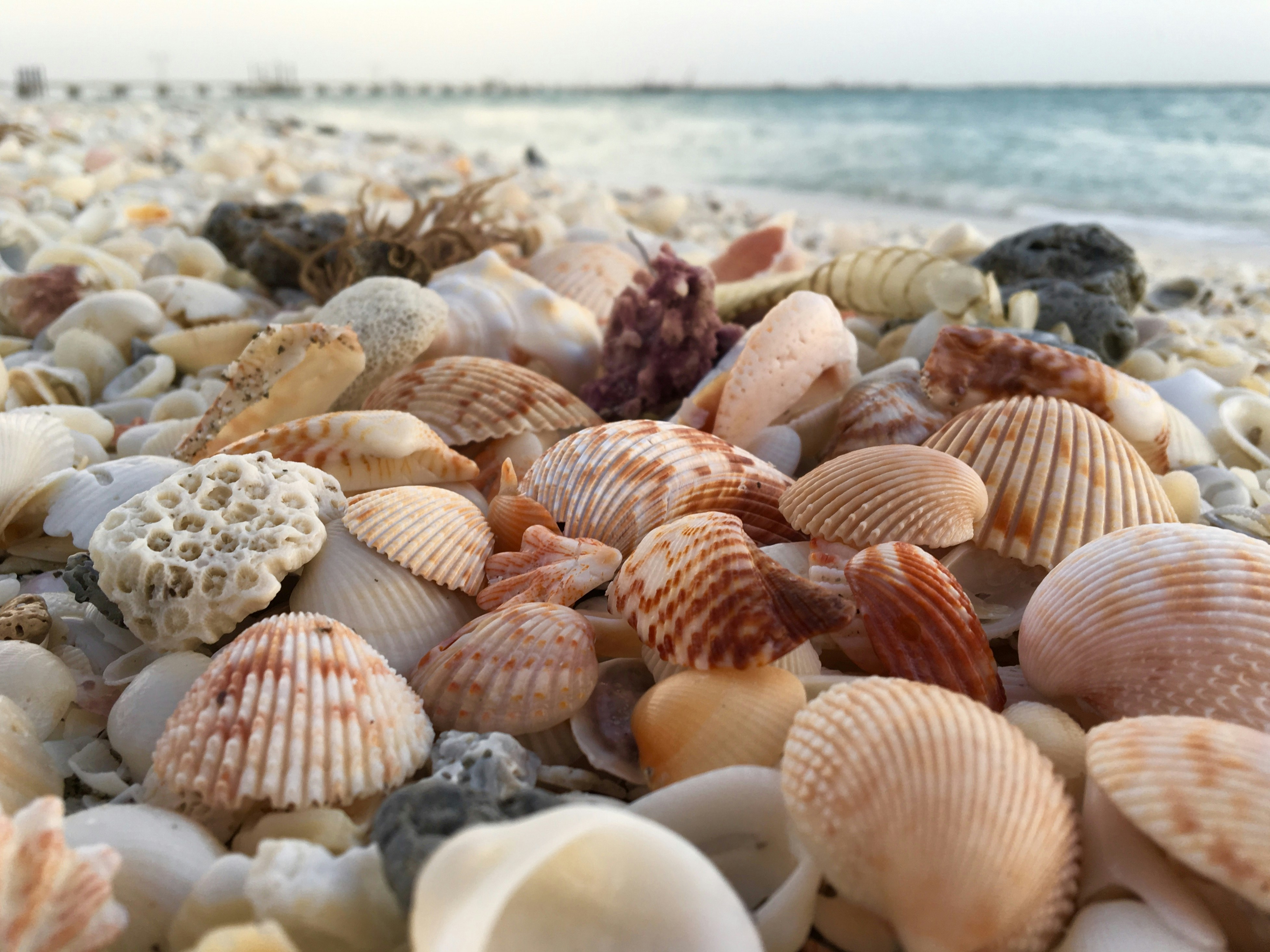 Seashell pile and shoreline