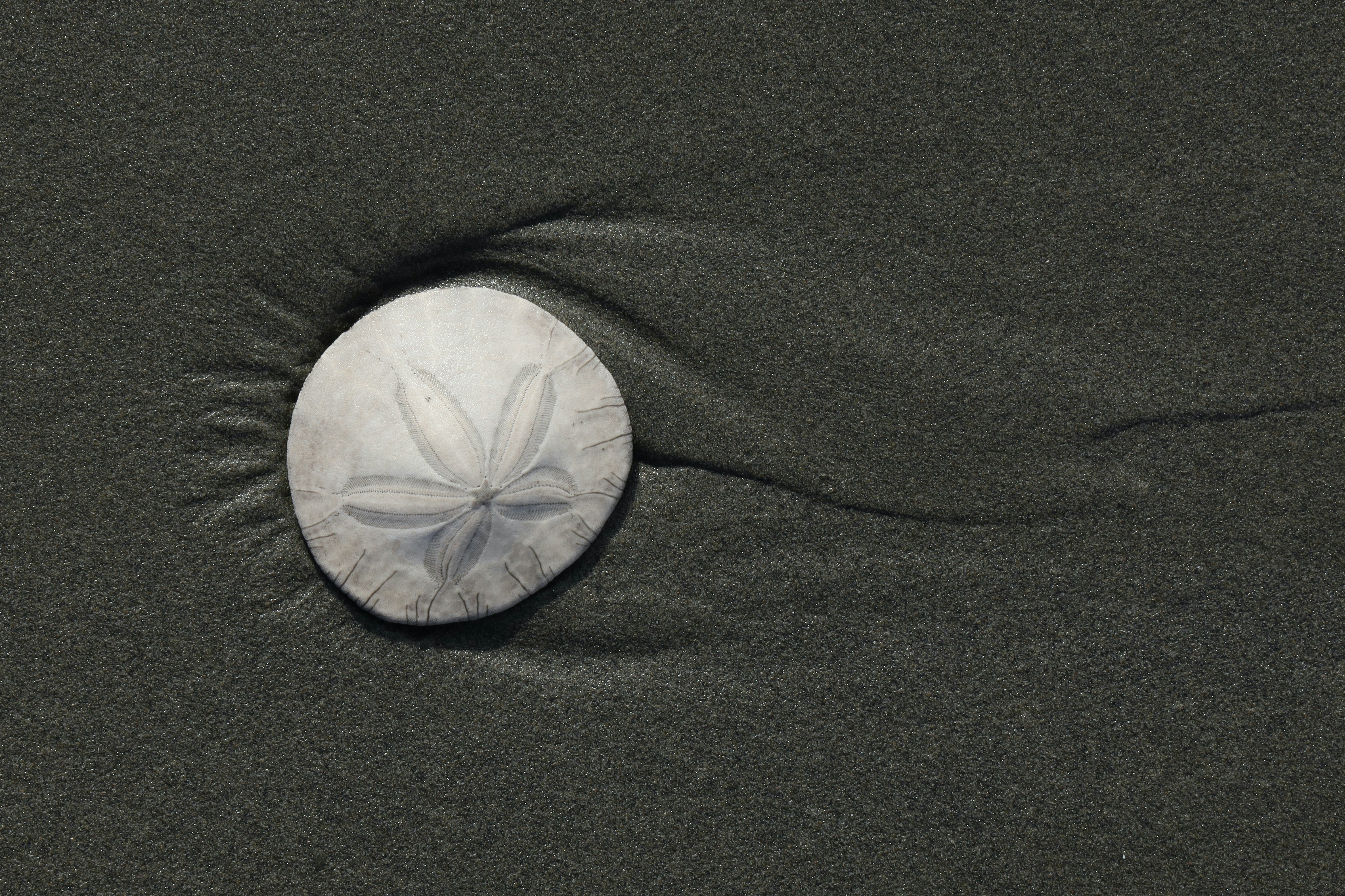 sand dollar