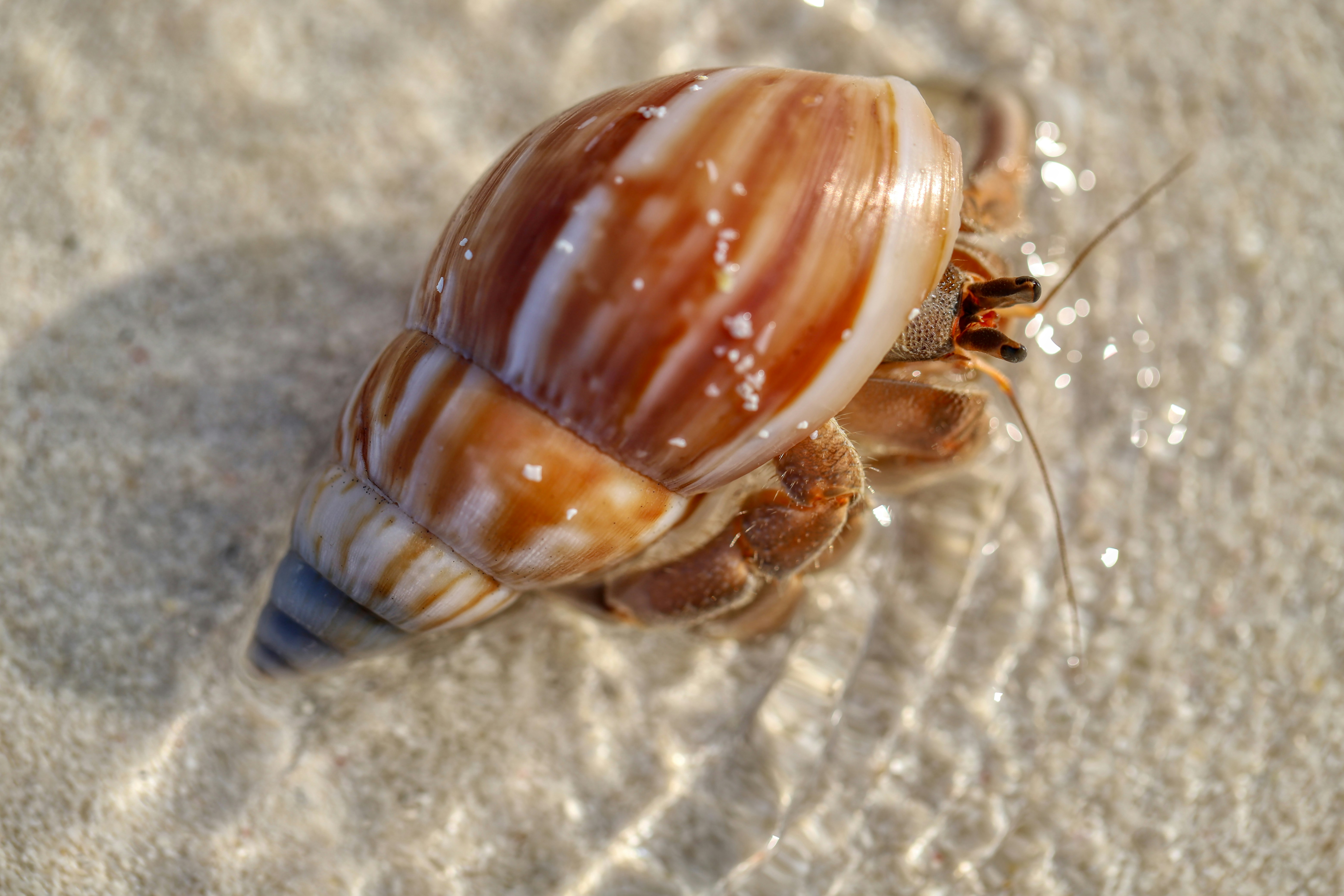 hermit crab
