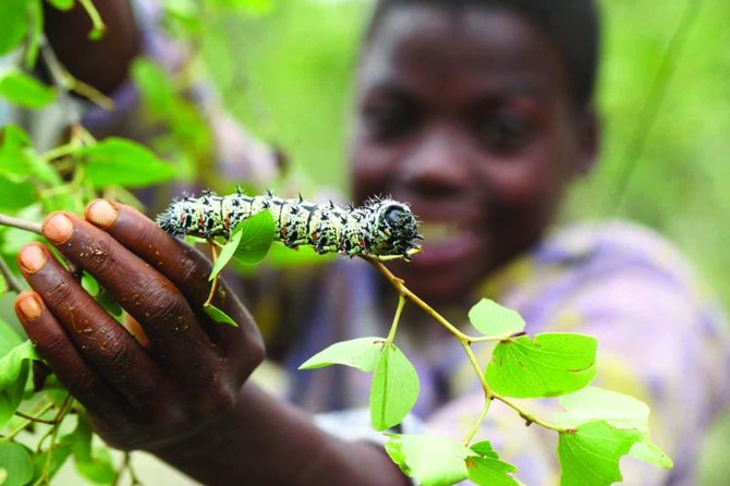mopane worm on a branch