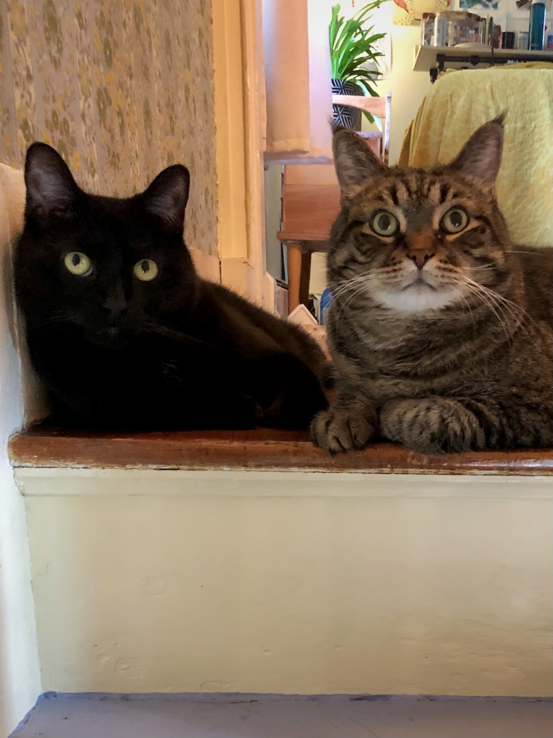 camera pointing up a set of stairs showing a black cat with green eyes on the left and a grey striped cat with green eyes and fluffy fur to the right
