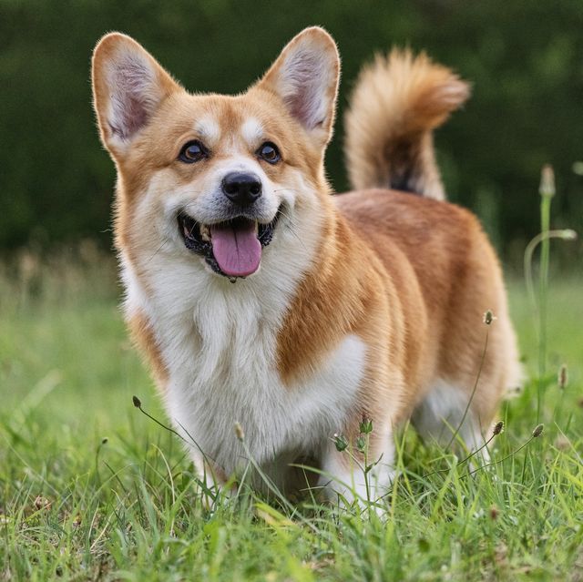 Corgi