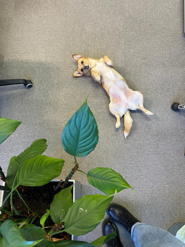 dog ready for scratchies