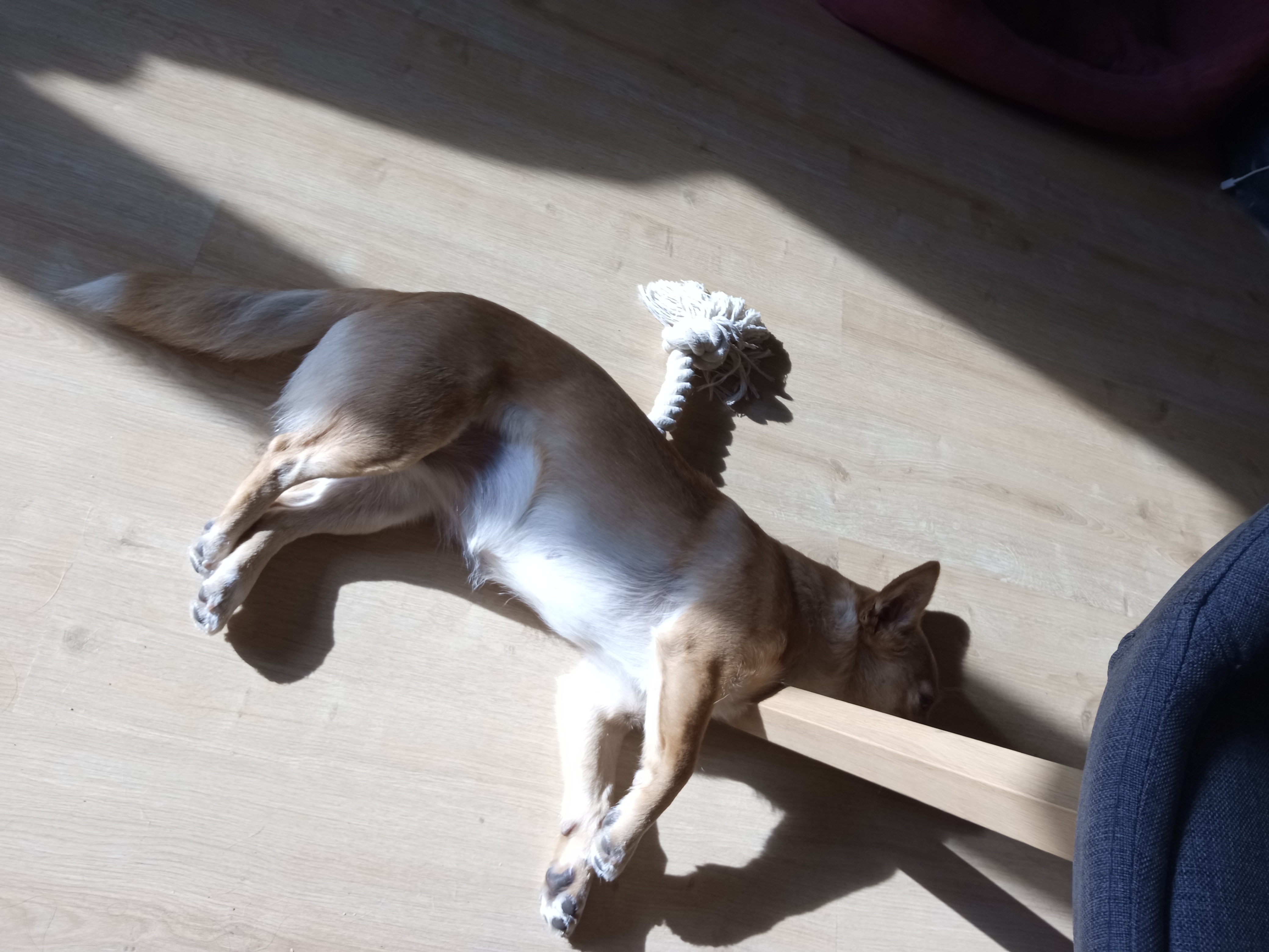 dog exhausted after playing