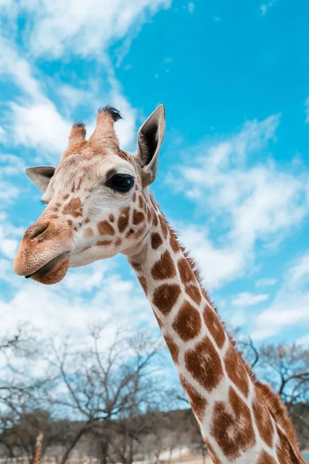A picture of a cute giraffe