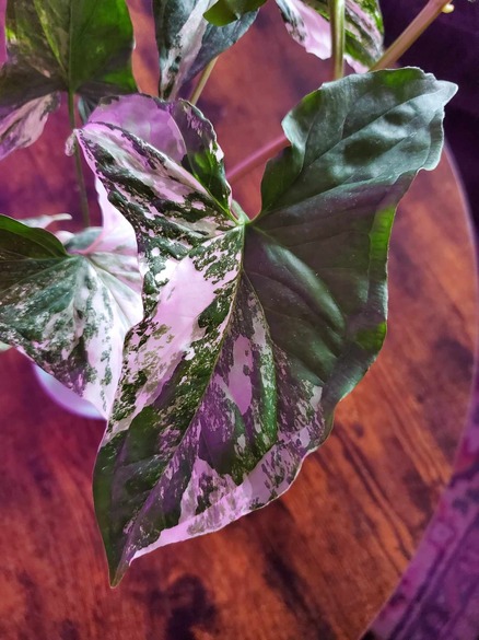 Variegated syngonium albo