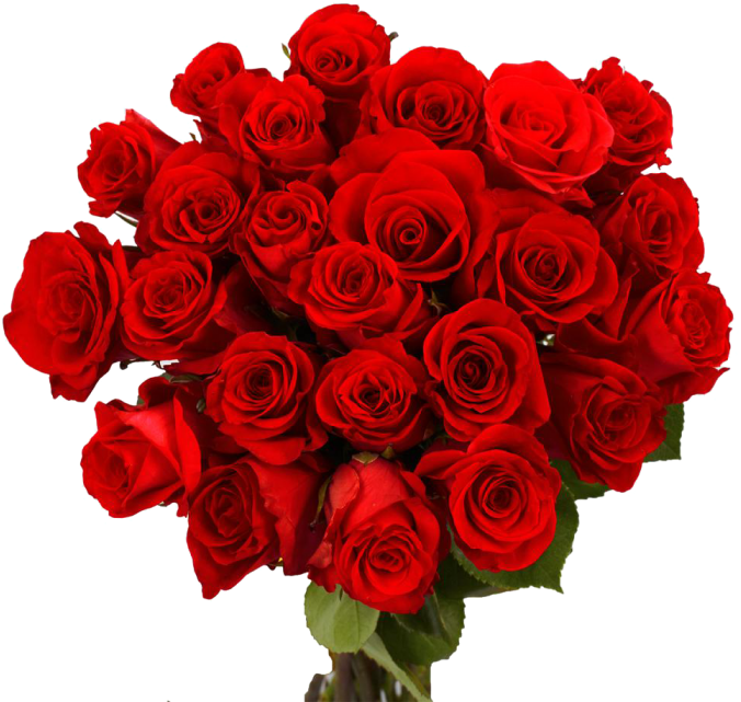 red roses