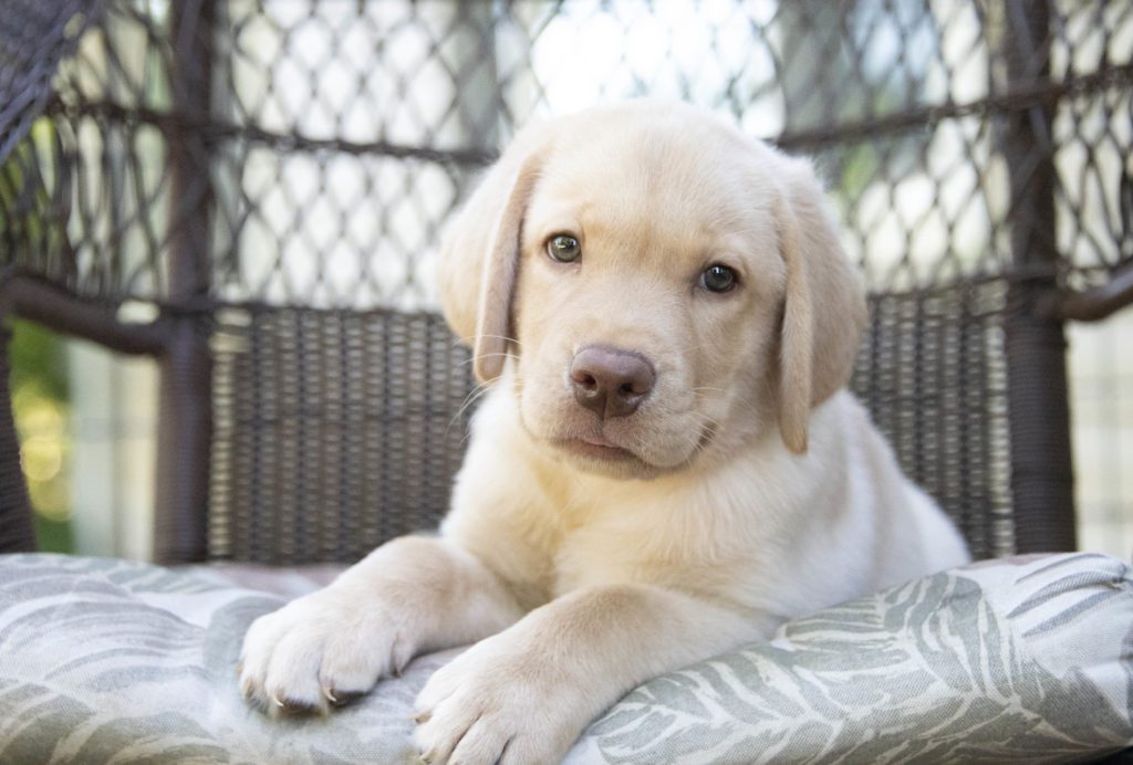 labrador puppy