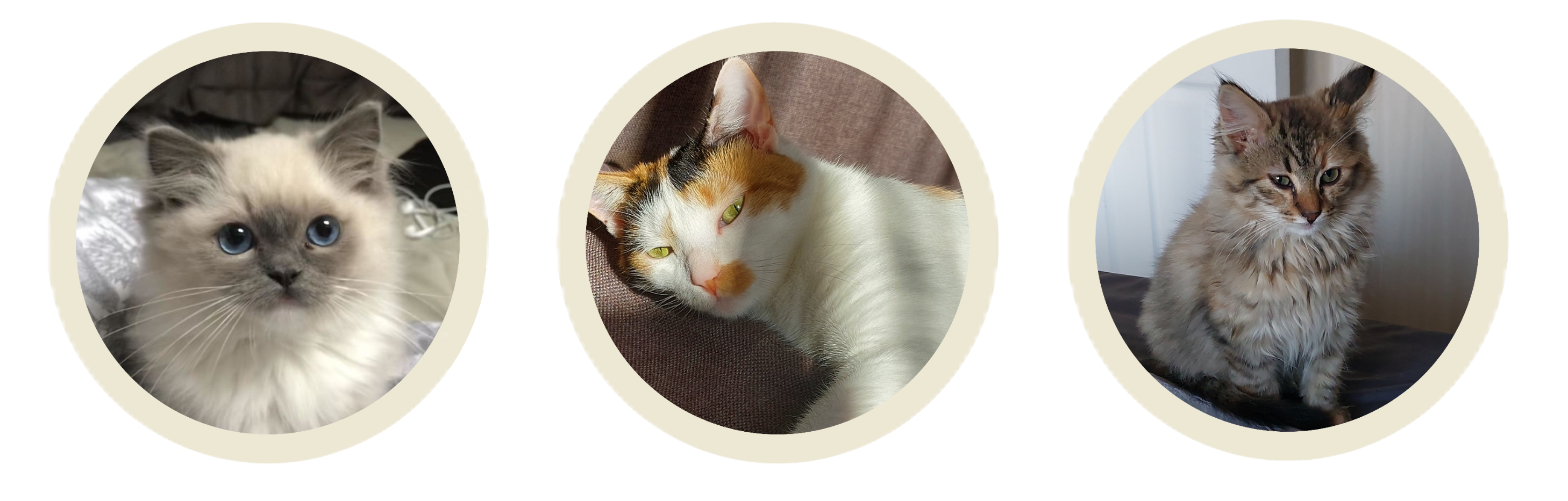 Recently adopted cats