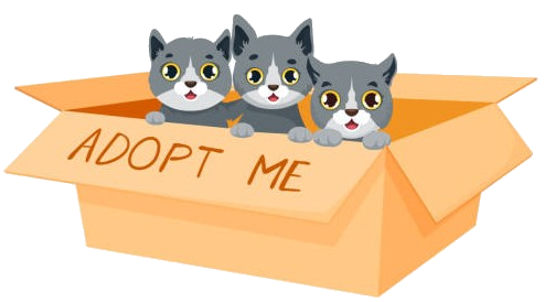 Adopt a Cat