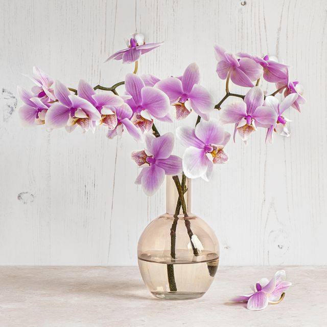 Orchids