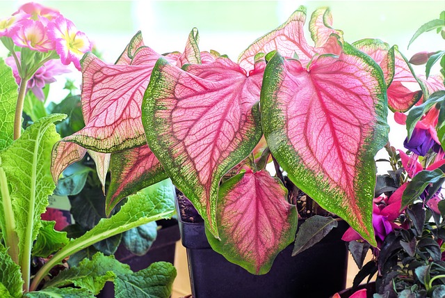 Caladium