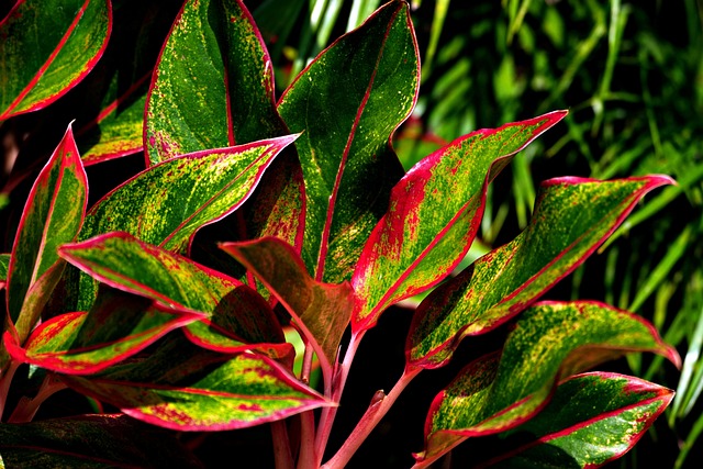Aglaonema