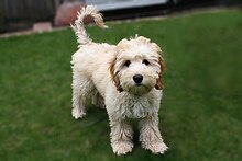 Cute Cockapoo Puppy