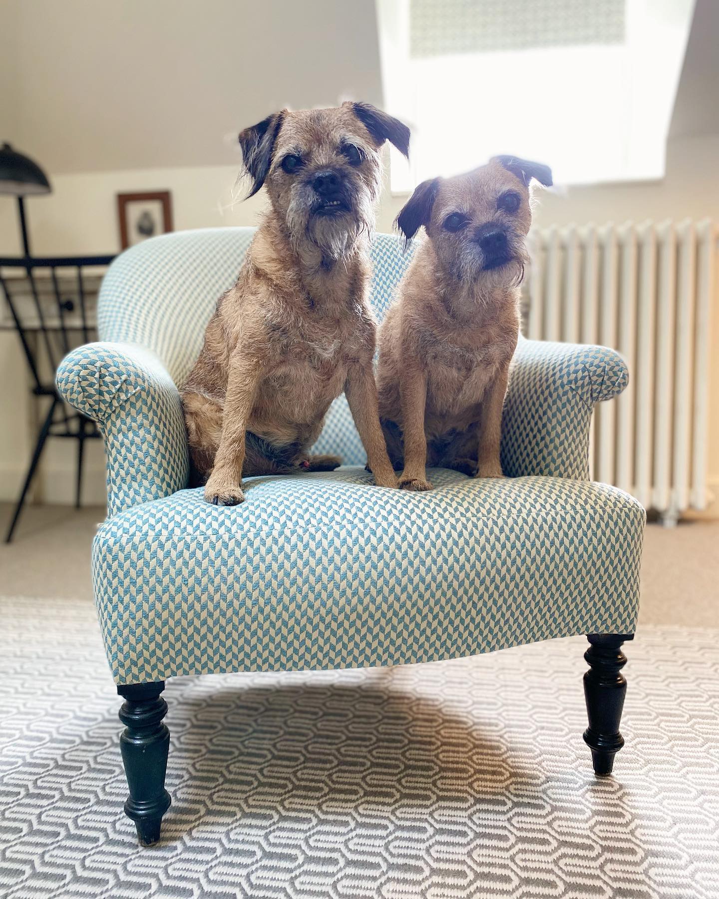 Two Border Terriers sitting on a chair