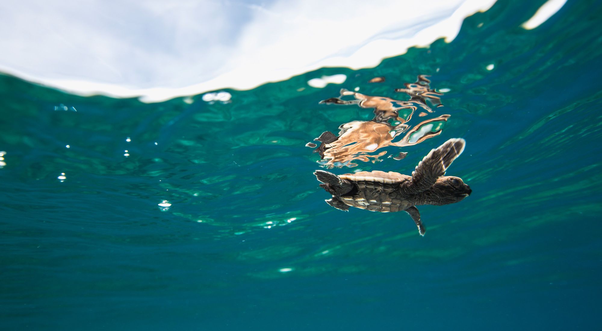 Hawksbill