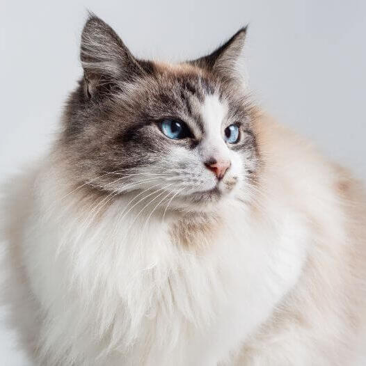 Ragdoll Cat