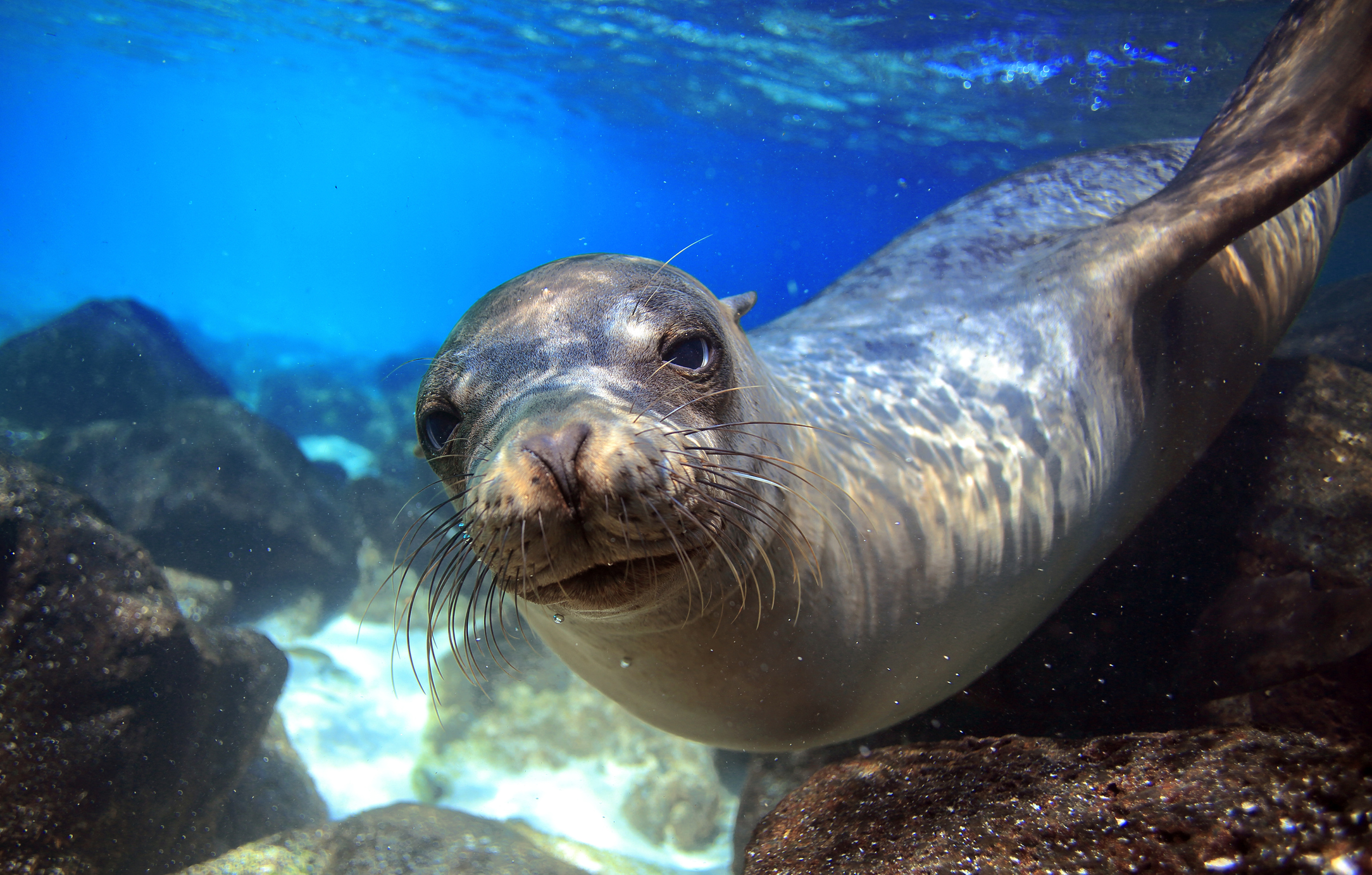 Seal Smiling for camera