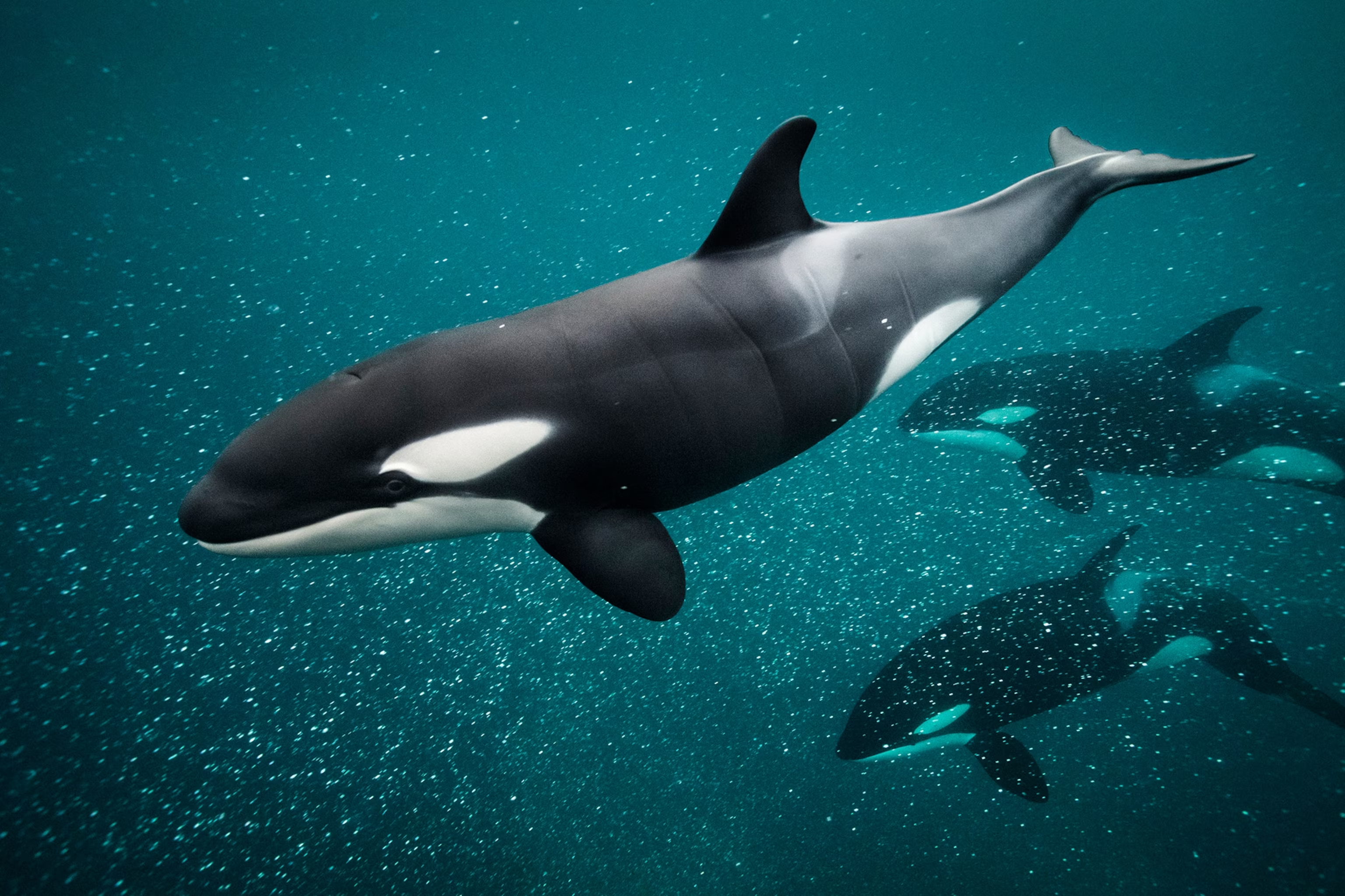 Pod of Orcas