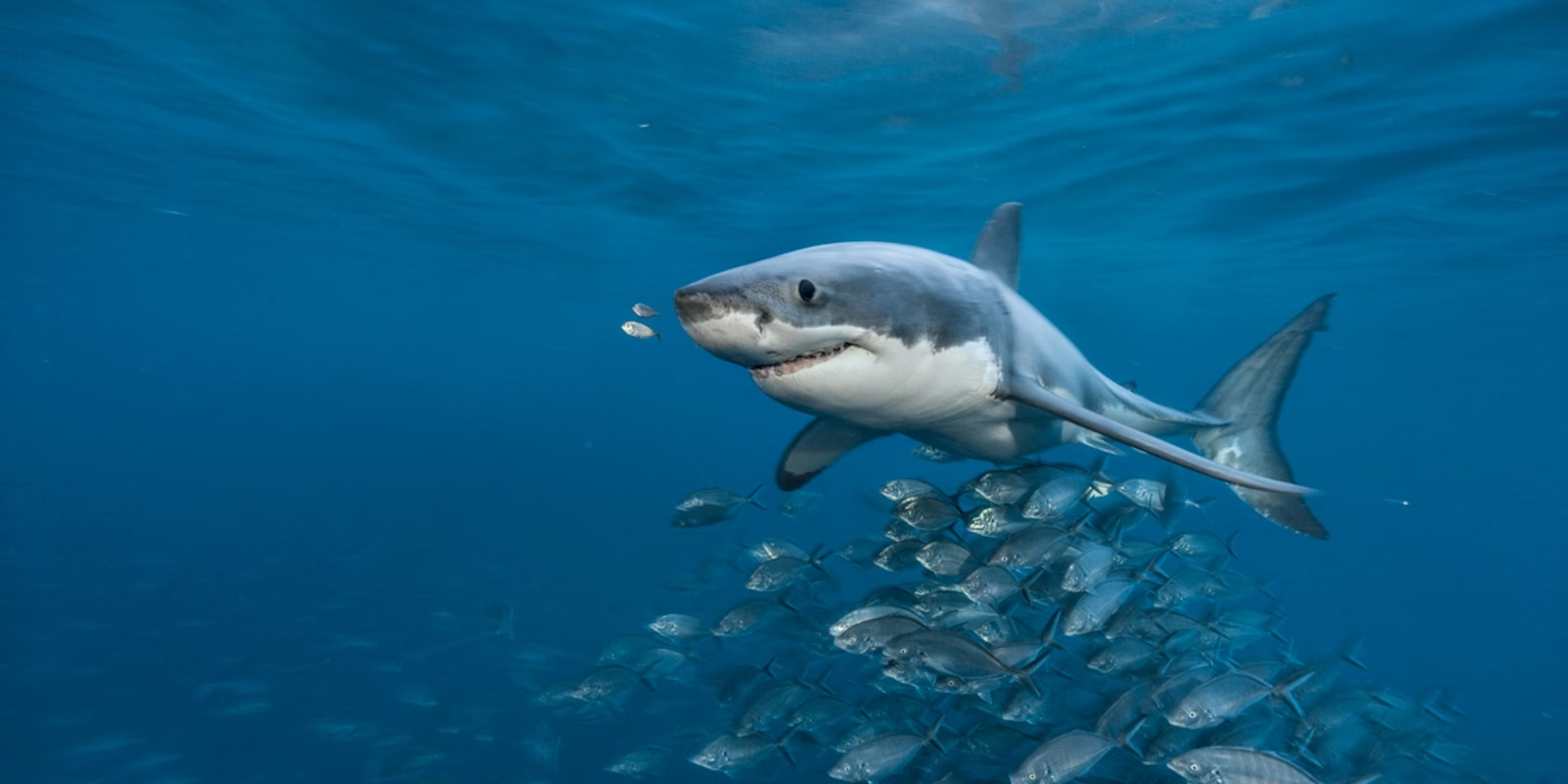 Greatwhite swimming with fish