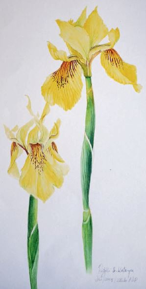 Painting of yellow iris flower by Riziki Kateya