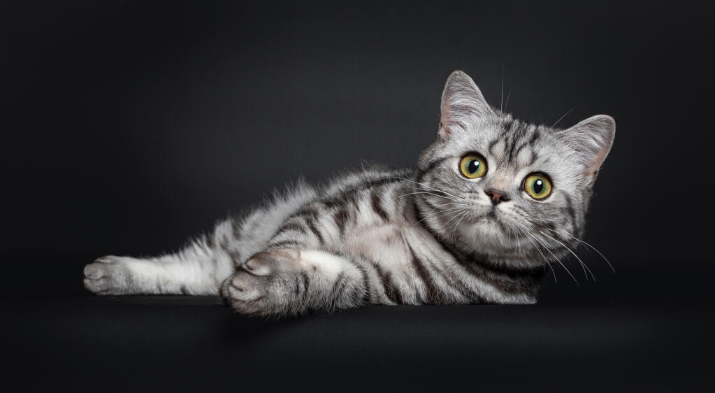 British shorthair