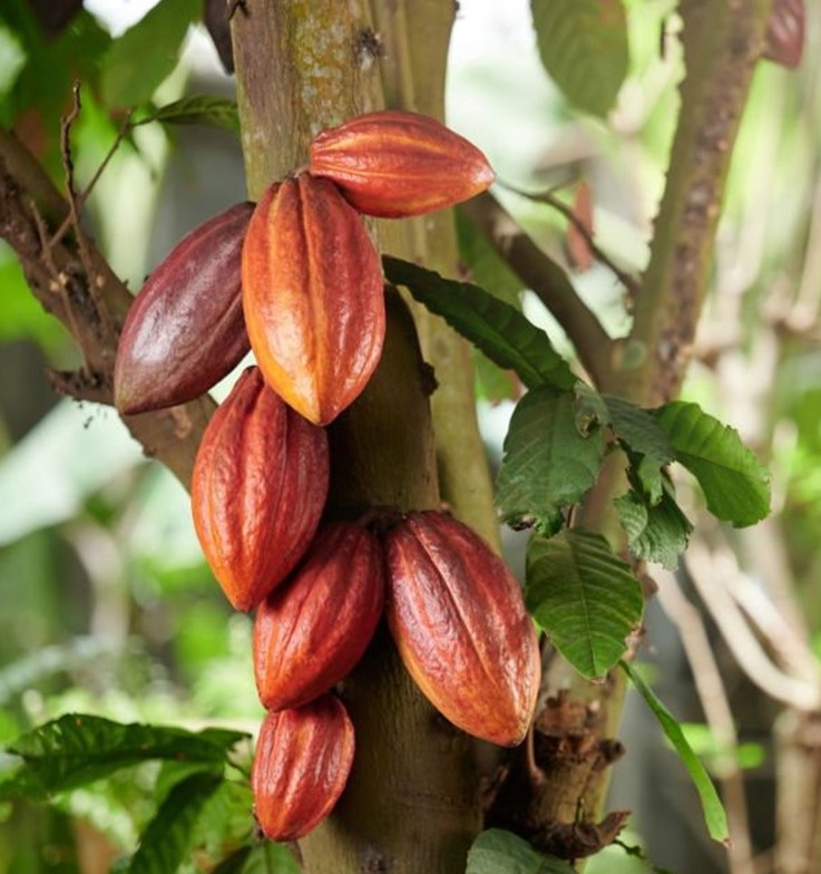 Cacao Pod