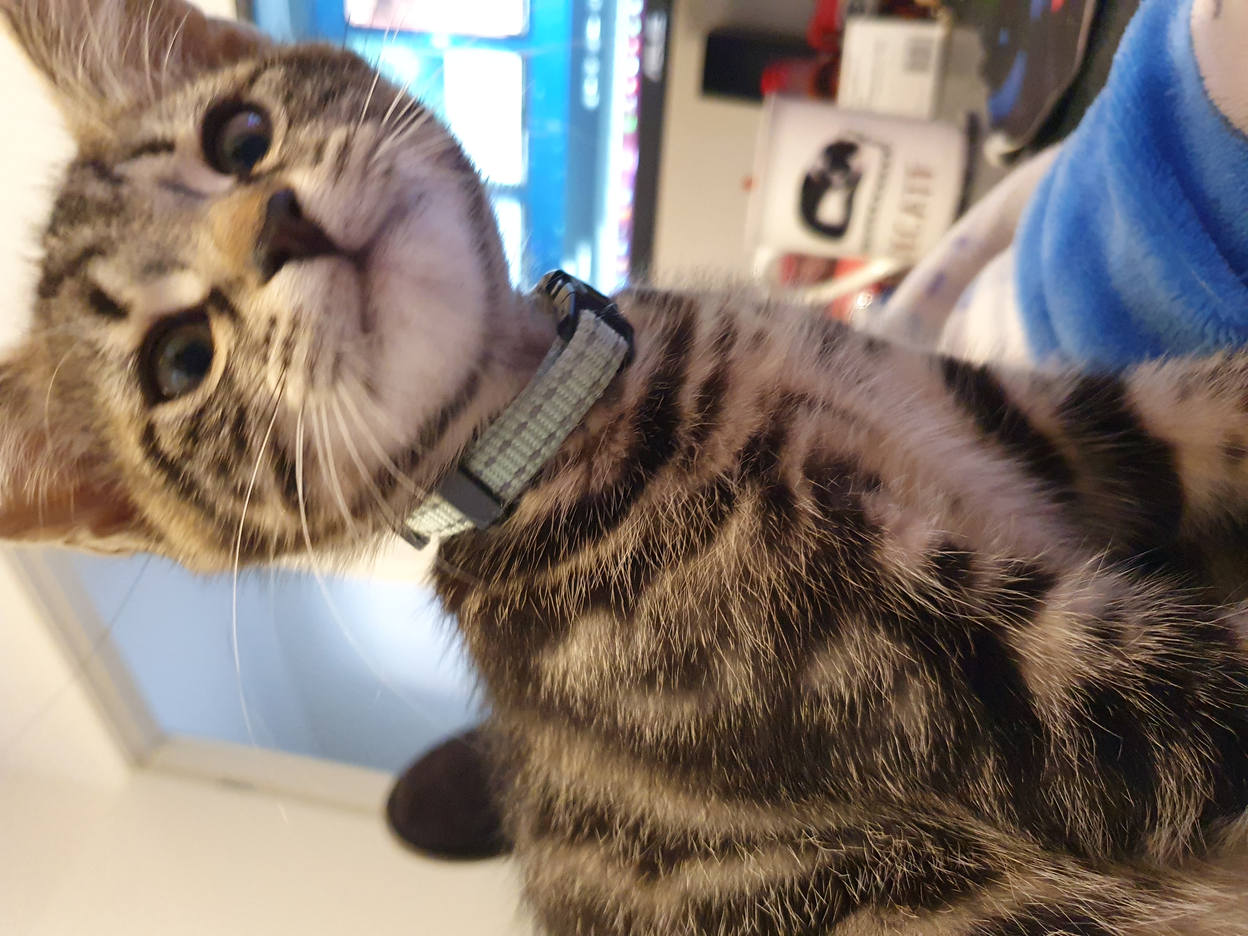 Edward the Kitten up close