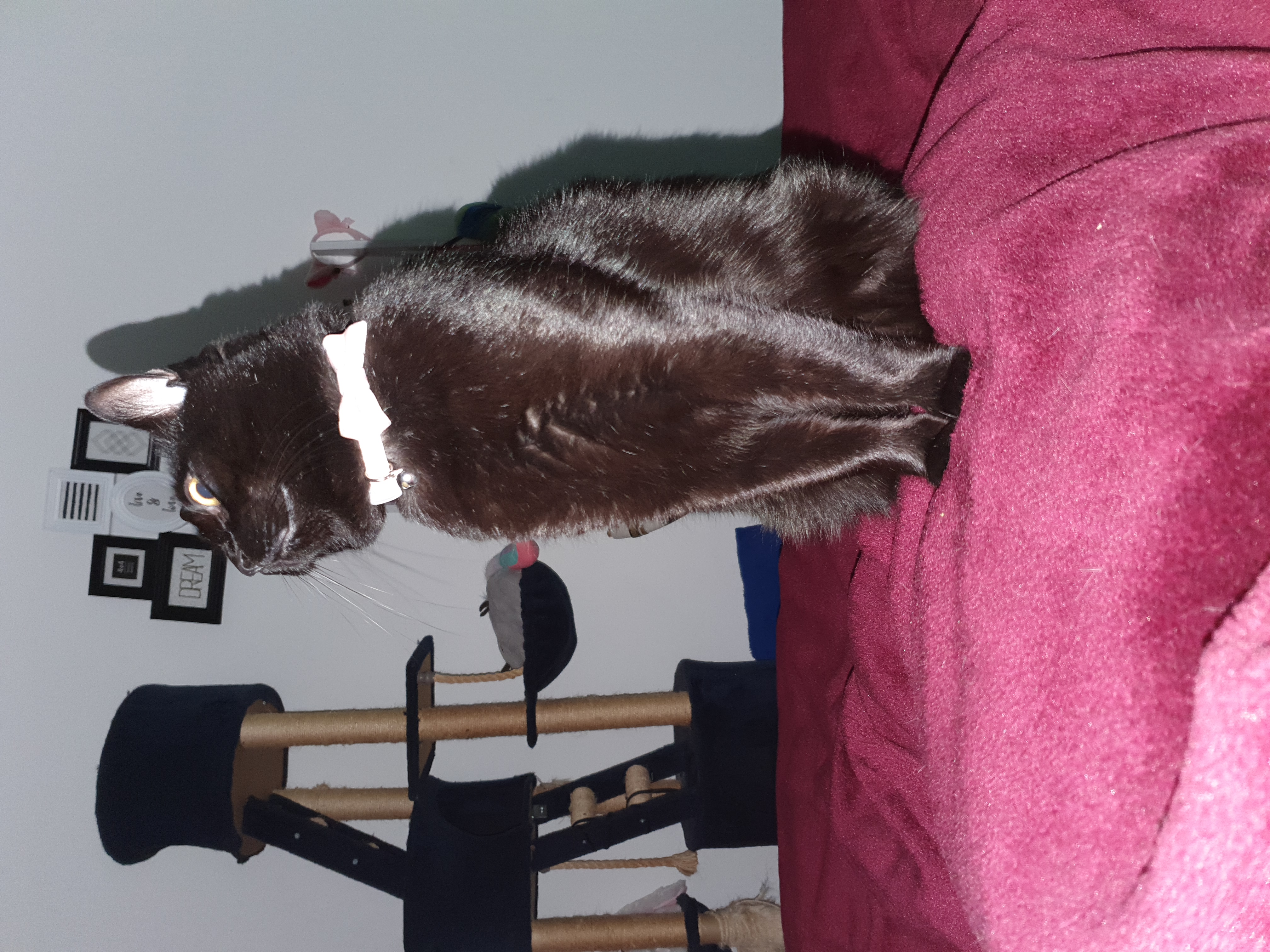 Moose the cat up close