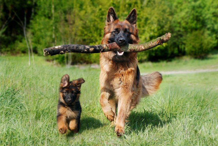 German Shepherd with puppy