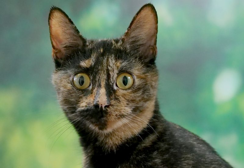 Our family cat: a tortoiseshell, named Valkyrie