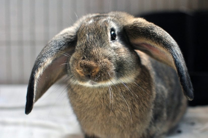 Lop-eared rabbit
