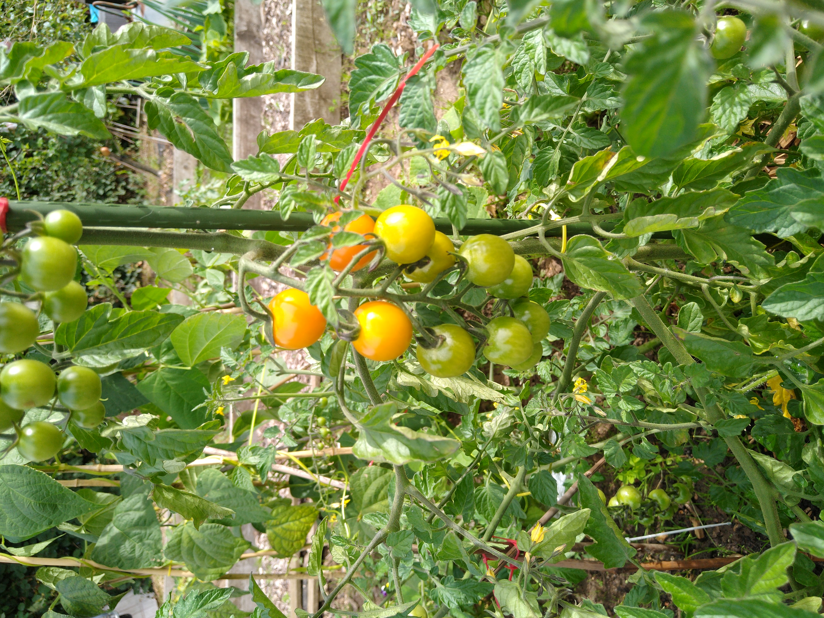 tomatoAllotment