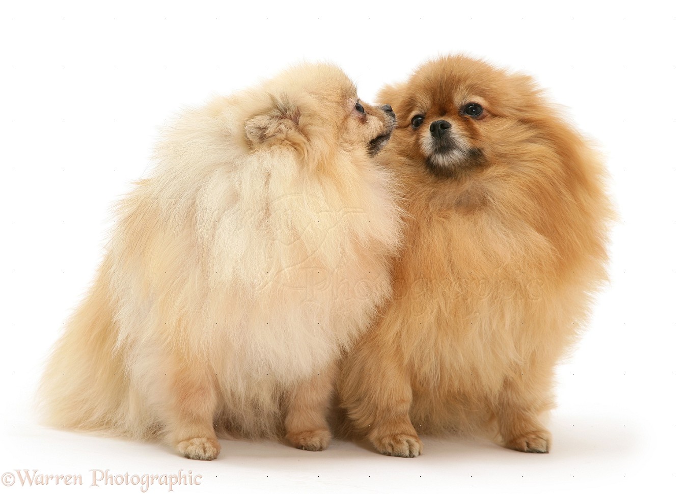 two pomeranians