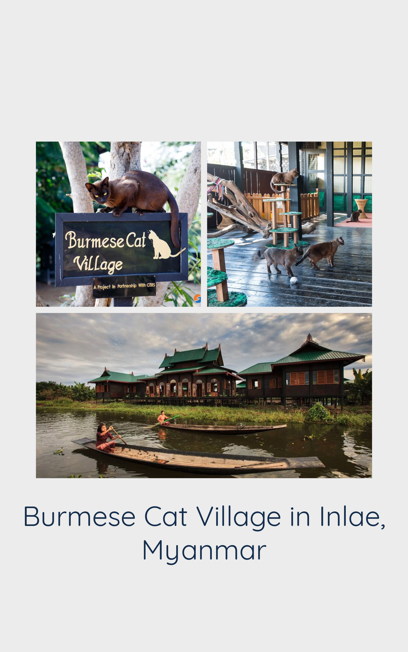 Burmese Cats Unique Heritage