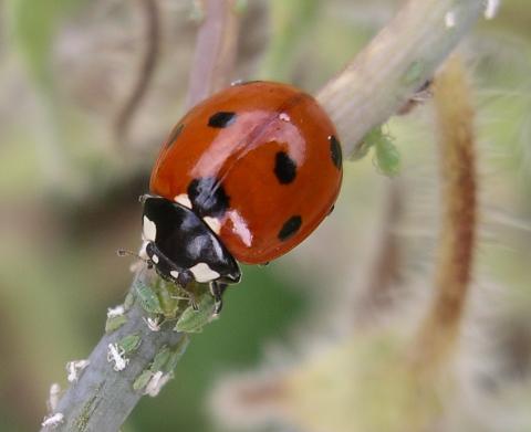  Ladybird