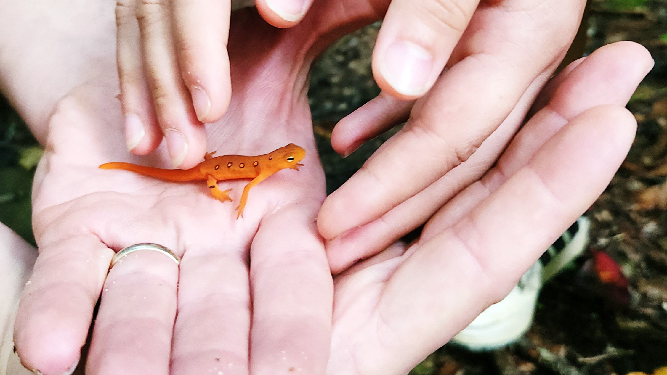 Adult sharing a moment with a child while handling a newt from a hike going to the Devil's Bathtub (Virginia, USA)