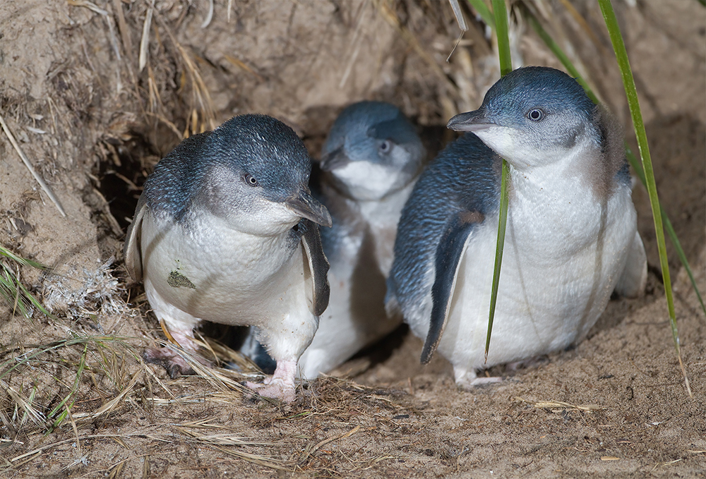 A trio of Little Penguins standing in front of a burrow