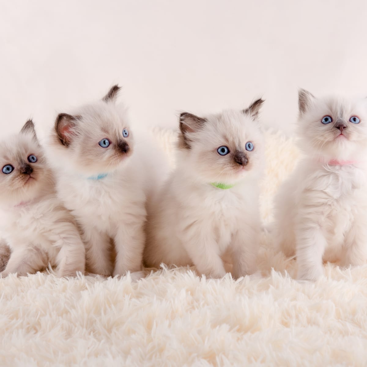 Ragdoll Kittens