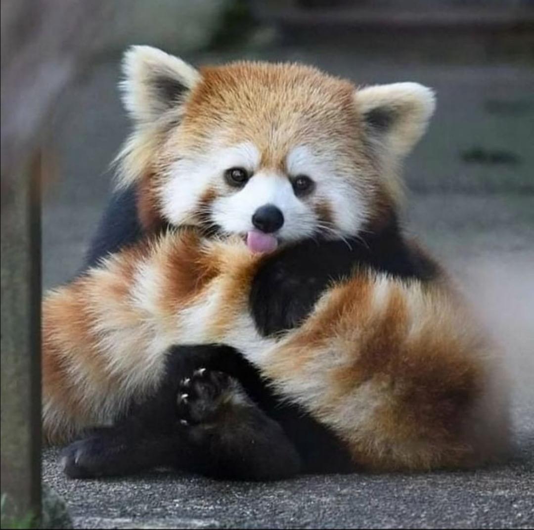 Red Panda