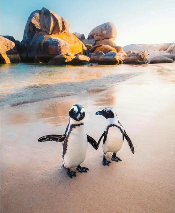  Penguins enjoying the sun at Boulders Beach