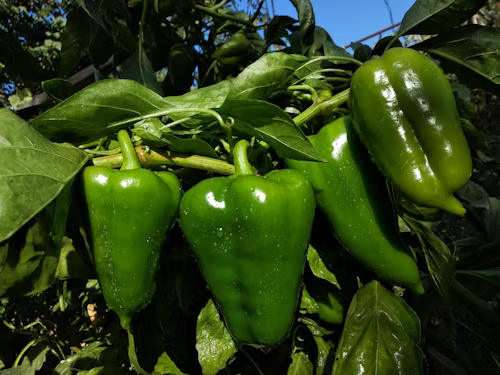 bell peppers