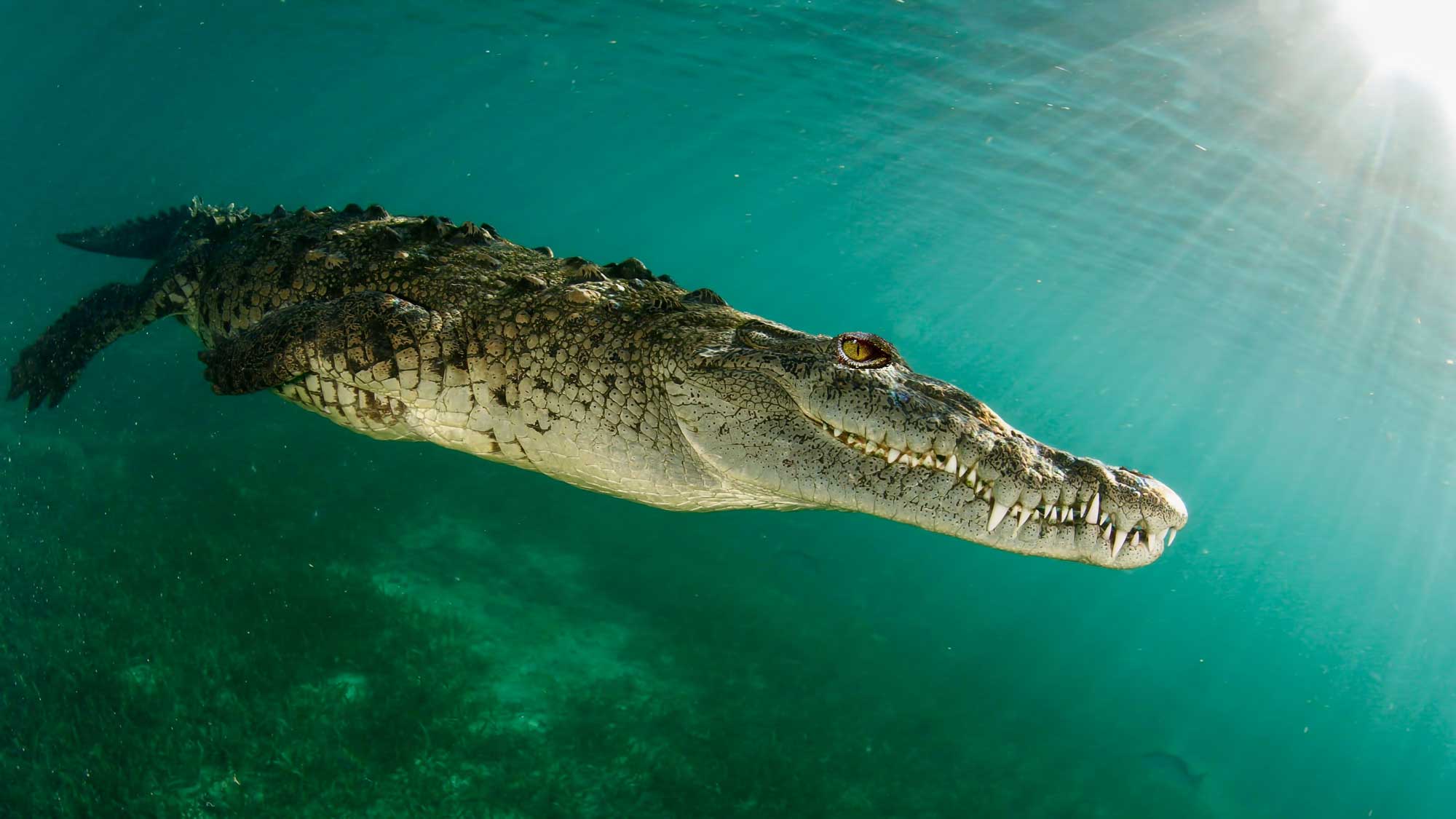 Nile Crocodile