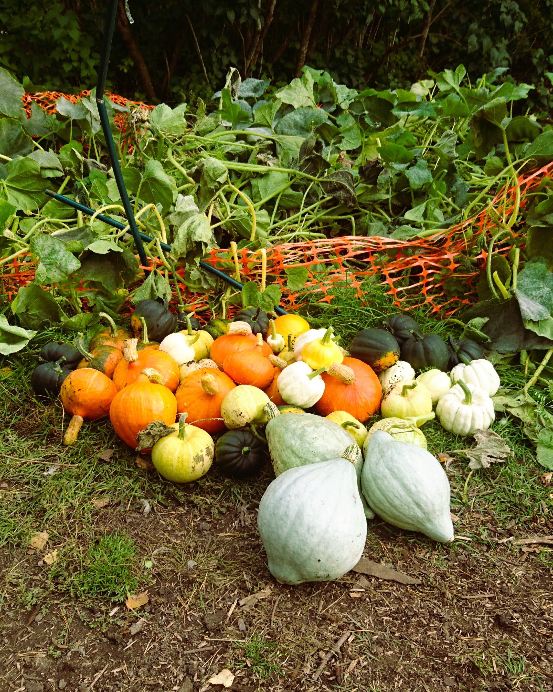 Pumpkins, squashes