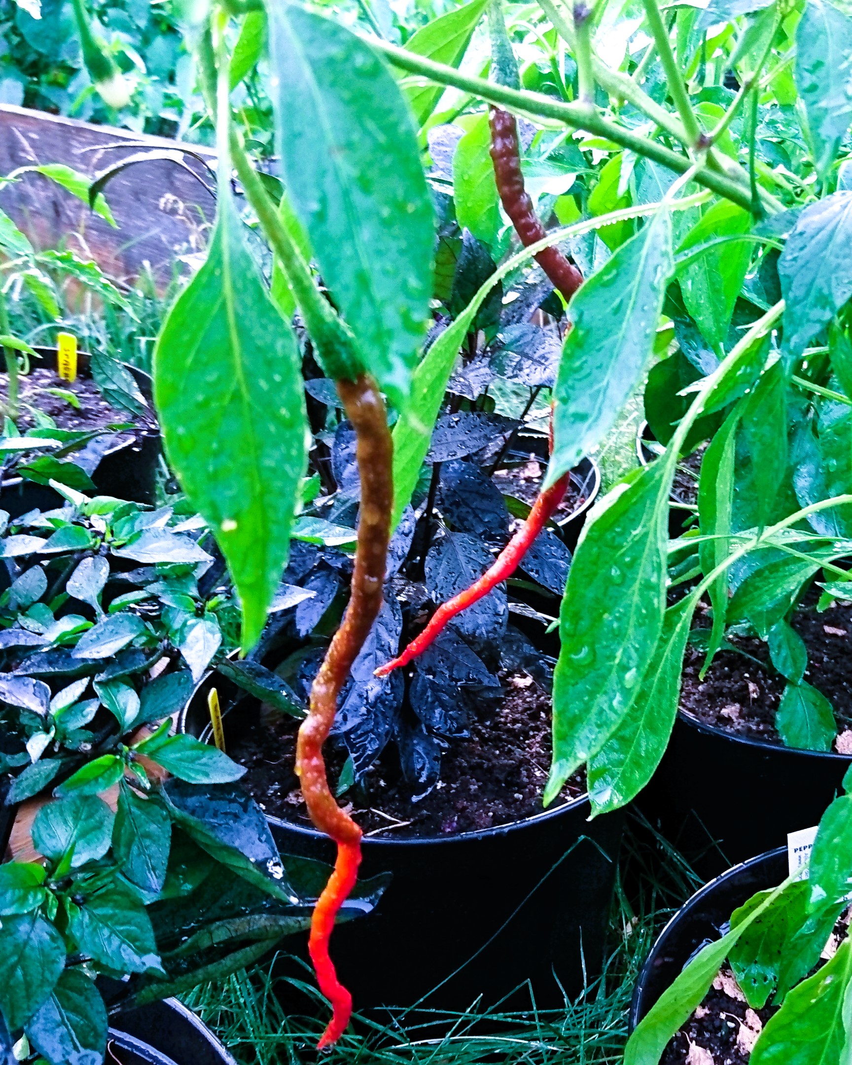 Chili-plants