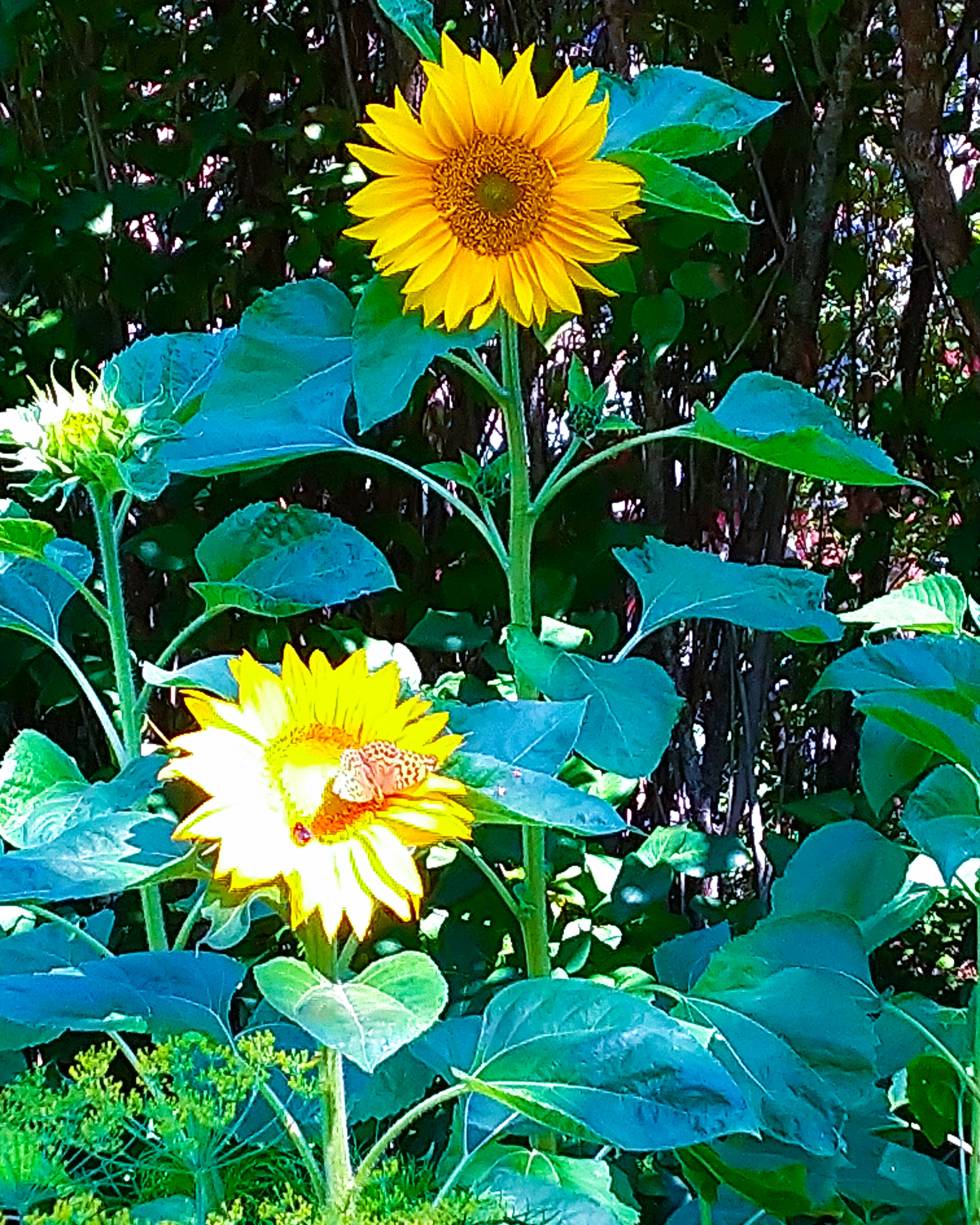 Sunflowers