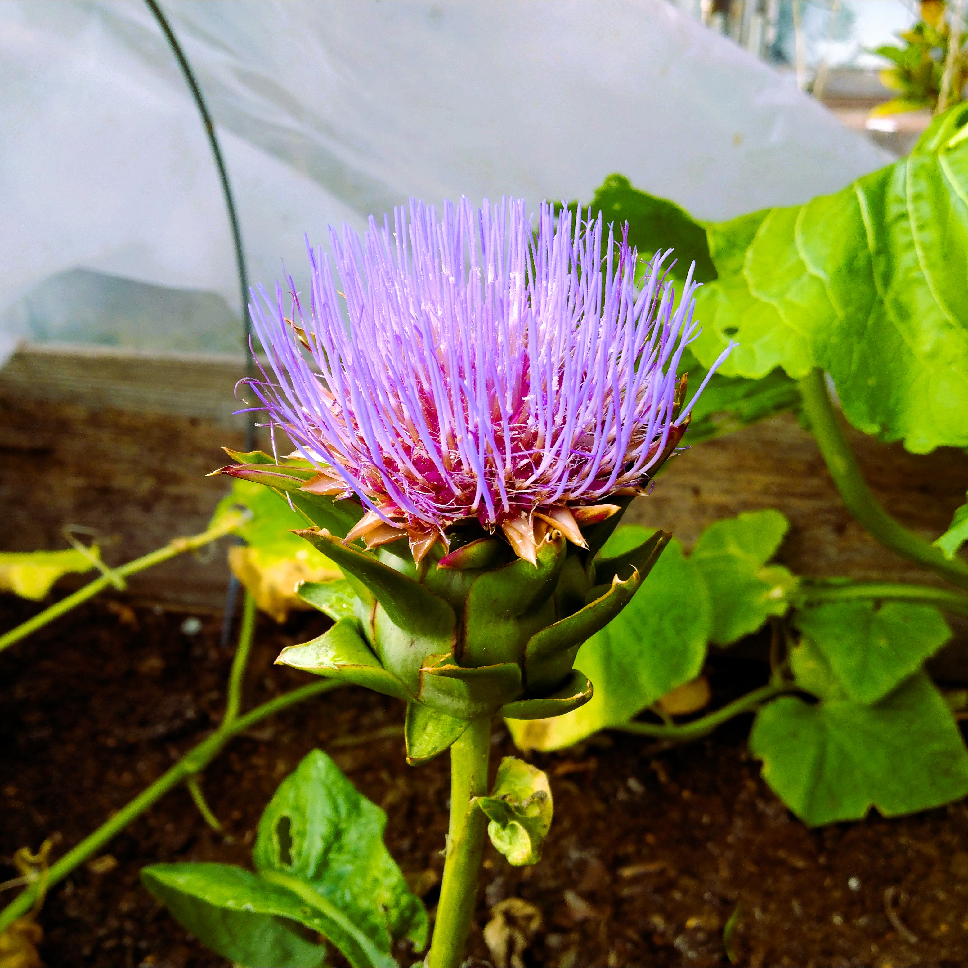 Artichoke flowering