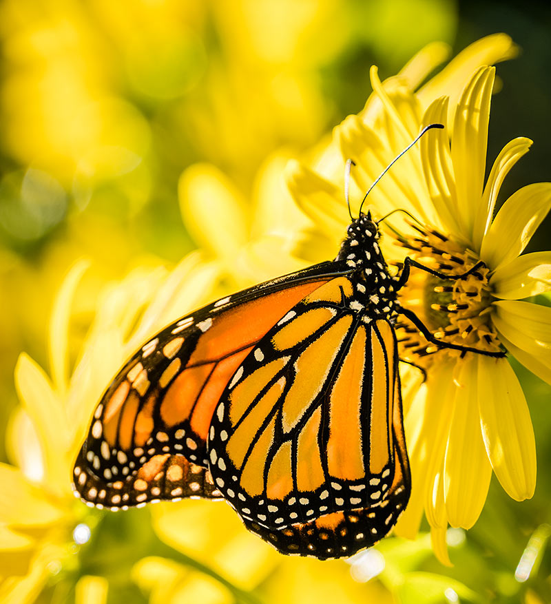 Monarch on sunflowers